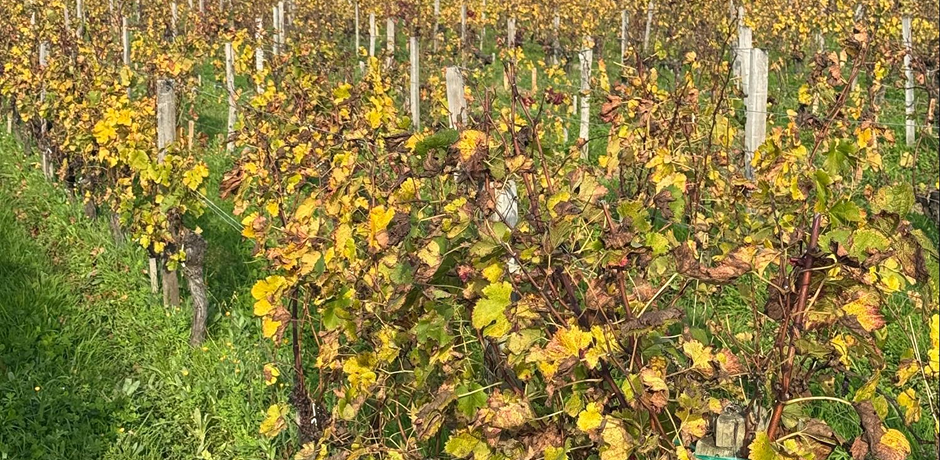 Saint-Émilion Wine Tour from Bordeaux | Private Trip